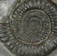 Dactylioceras Ammonite Fossil - England #100450-1